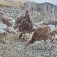 بوقلمون بوربون