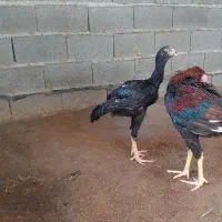 لاری ۴ماهه خروس