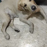 سگ لابرادور رتریور نر واگذار میشود|سگ|تهران, کوی بیمه|دیوار