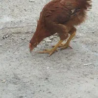 نیازمندبه یه شاگرد کاربلد درقصابی ومرغ فروشی