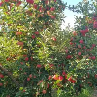 سیب گالا در دماوند سر درختی