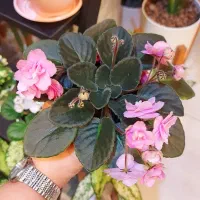 بنفشه آفریقایی|گل و گیاه طبیعی|رشت, دیلمان|دیوار