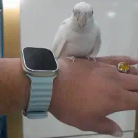 طوطی عروس آلبینو خالص|پرنده|شهریار, رضی آباد بالا|دیوار