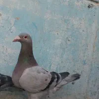 ماده ماشی عراق
