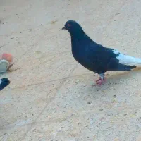 نرماده زاغ دمسفید