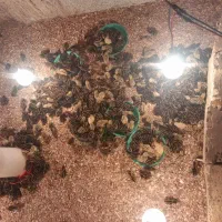 جوجه بلدرچین