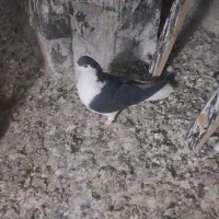 کفتر شهرستانی