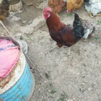 گندم‌قرمز‌چاق‌مرتب‌‌بدون‌اشغال