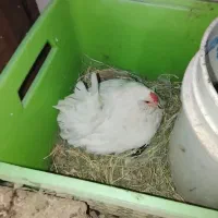 مرغ کرچ گلین
