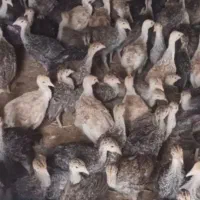 فروش جوجه بوقلمون|حیوانات مزرعه|تهران, جی|دیوار