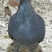 قره یا سیاه پلاکی نر|پرنده|مرودشت, بیست متری بیمارستان|دیوار