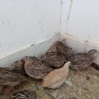 بلدرچین
