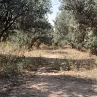 آدرس گیلان لوشان وستای برند زیر بیورزین|فروش زمین و ملک کلنگی|لوشان, |دیوار