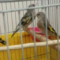 سهره نر بخونه|پرنده|بیرجند, |دیوار