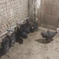 بوقلمون ماده پایان دوره(ازتخم رفته)|حیوانات مزرعه|تهران, فردوسی|دیوار