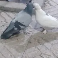کبوتر گوی نشان