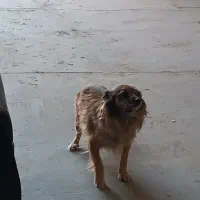 معاوضه با سگ نگهبان