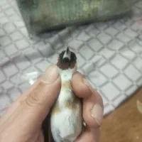 قفس سهره پاییزه|پرنده|بروجرد, |دیوار