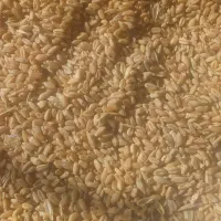 بذرگندم پیشگام