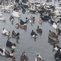 ۷۰۰عدد اردک پکنی ۵ماهه سنگین وزن|حیوانات مزرعه|فومن, |دیوار