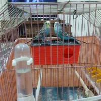 یک جفت مرغ عشق|پرنده|تهران, مسعودیه|دیوار