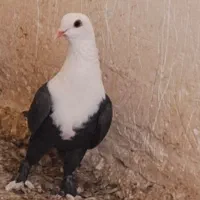 ماده سرمخملی