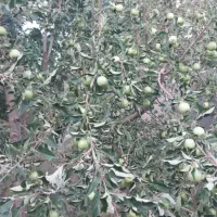 باغ ویلا روستایی|فروش خانه و ویلا|بوئین و میاندشت, |دیوار