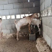 بز آغوس و کهره نر و ماده|حیوانات مزرعه|بندرعباس, |دیوار