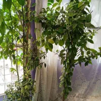 دو عدد نهال و درخت پرتقال سرسبز و زیبا