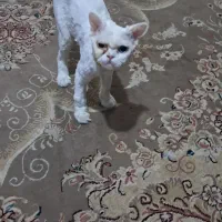 گربه پرشین|گربه|گرگان, |دیوار