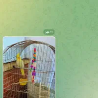 عروس هلندی|پرنده|کرمان, |دیوار