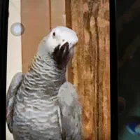 یک عدد کاسکو دم قرمز گم شده