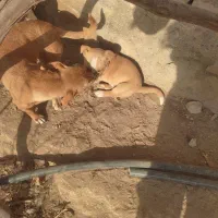 حیوانات|سگ|شیروان (خراسان), |دیوار