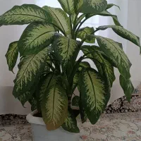 گل قشنگ زیبا