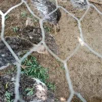 فرورش فوری پنج عدد جوجه بوقلمون 2ماهه