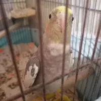 عروس زیبا|پرنده|قم, نخودی|دیوار