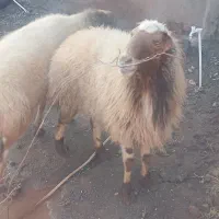 قوچ|حیوانات مزرعه|سبزوار, مدرس|دیوار