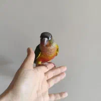 جوجه گرینچیک یلوساید ردفکتور تازه دونخور حلقه پا|پرنده|مبارکه, |دیوار