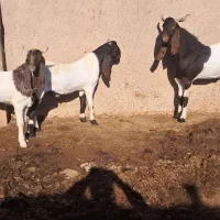 ۳راس کهره نره روزگاری بزری