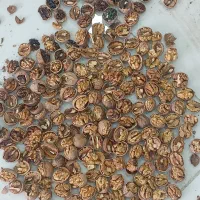 شکستن گردوی ایرانی|خوردنی و آشامیدنی|آذرشهر, |دیوار