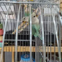 طوطی برزیلی تازه دونه خور