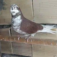 کبوتر گرفتنی تیر امسال