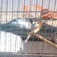 قناری فائو سوخته ابلغ هرسه نر شلاقی سلامت کامل|پرنده|اصفهان, حصه جنوبی|دیوار