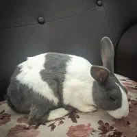واگذاری رایگان یک خرگوش نر بالغ سالم و سرحال|موش و خرگوش|رشت, آتشگاه|دیوار