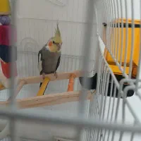 عروس هلندی نر