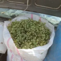 غوره|خوردنی و آشامیدنی|رشت, پاره بیجار|دیوار