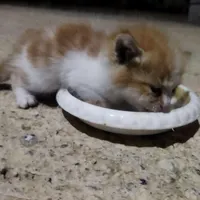 واگذاری دو بچه گربه