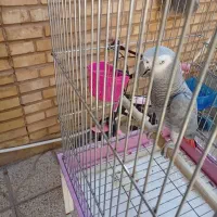 کاسکوجوان|پرنده|شیراز, تندگویان|دیوار