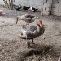 غازمحلی یک ساله