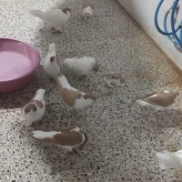 فروش کبوتر|پرنده|بهبهان, |دیوار